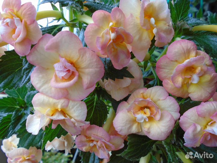 Ахименес Тропикана, Eldorado