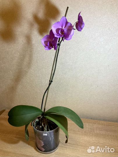 Орхидея фаленопсис