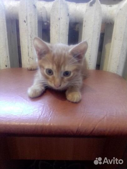 Отдам в добрые руки котенка