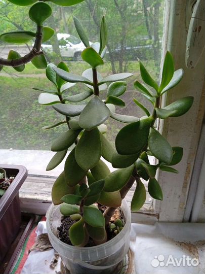 Денежное дерево