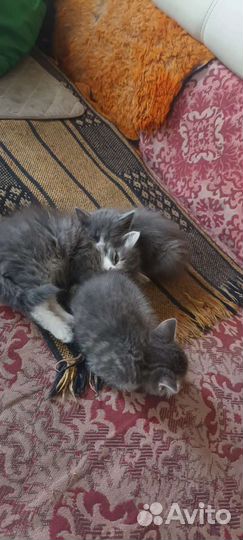 Кошка в дар бесплатно