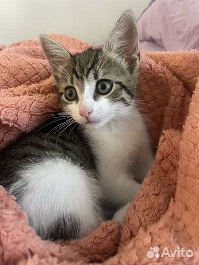 Котенок девочка 2мес