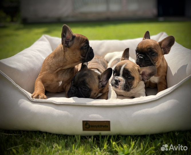 Французский бульдог щенки