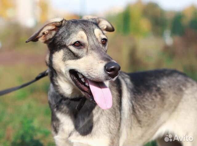 Собака Фанни в добрые руки