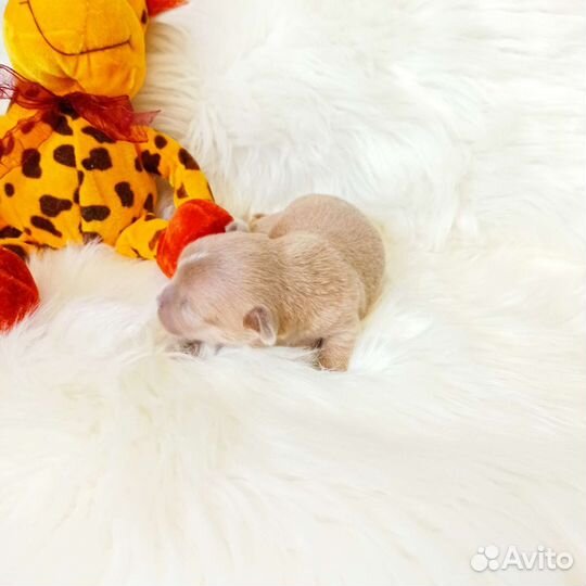 Чихуахуа лиловые микро и стандарт