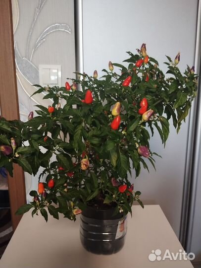 Перец острый