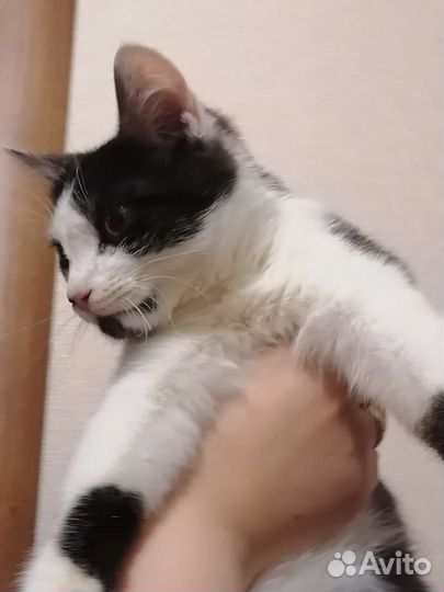 Котенок 6 месяцев, мальчик