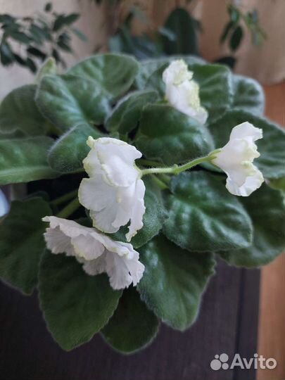 Фиалки белые, розовые, Хлорофитум кудрявый