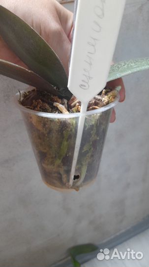 Орхидея фаленопсис парфюмерная фабрика