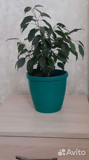 Фикус бенджамина