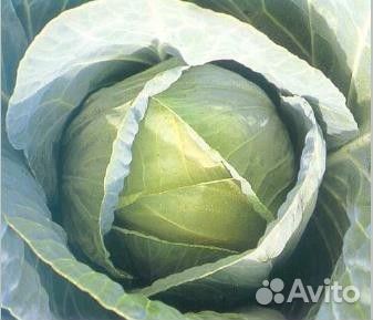 Семена Капусты 