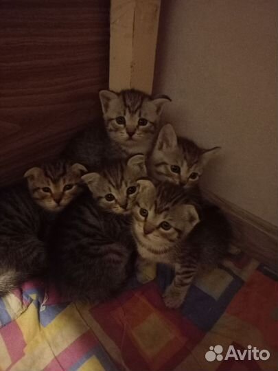 Британские котята