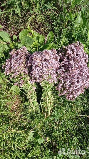 Душица, матрешка