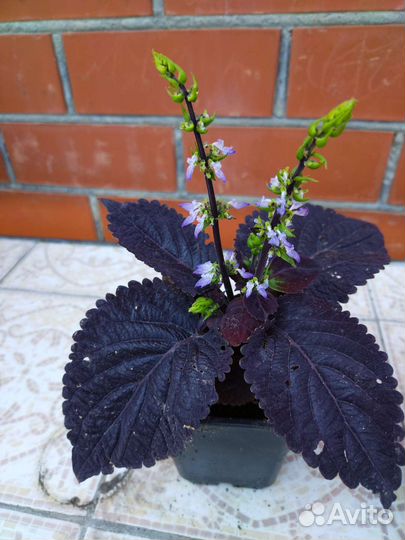 Растения для сада