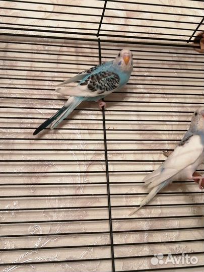 Волнистый попугай