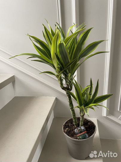 Драцена Лемон Лайм 65 см