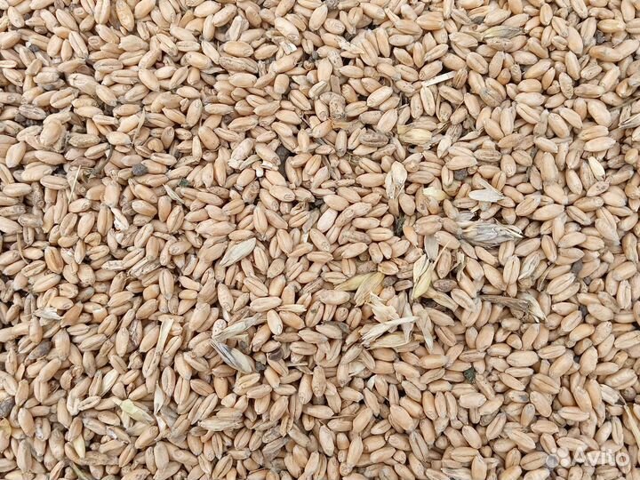 Корма для животных