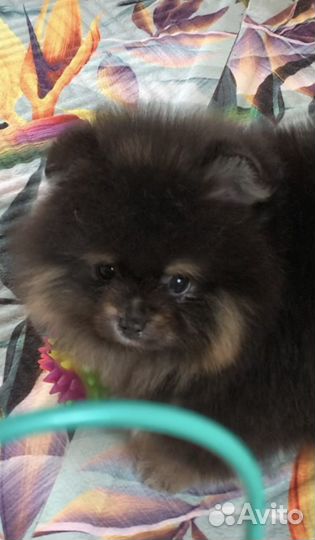 Померанский шпиц