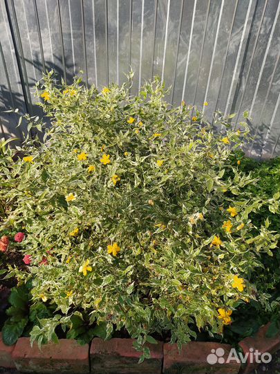 Цветы и кустарники