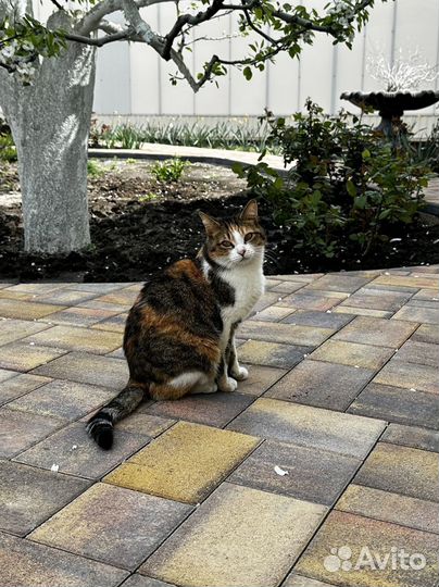 Тротуарная плитка. Производитель. Завод. Доставка