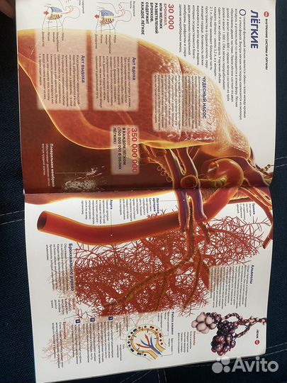 Энциклопедия