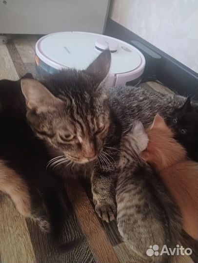 Котята в добрые руки бесплатно