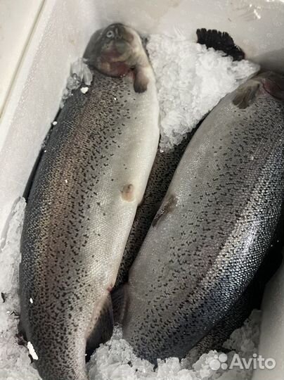 Форель охлажденная непотрошенная