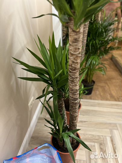 Пальма Юкка пышная трехствольная 170 см