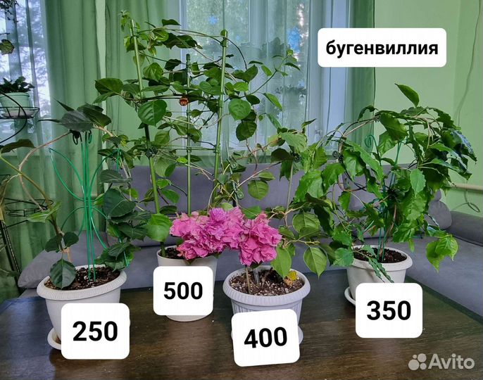 Цветы домашние в горшках