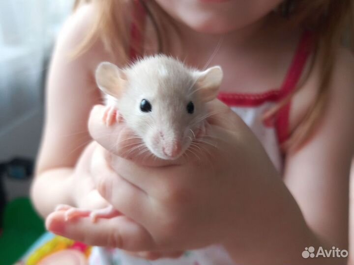 Крыски, крыса, крысята