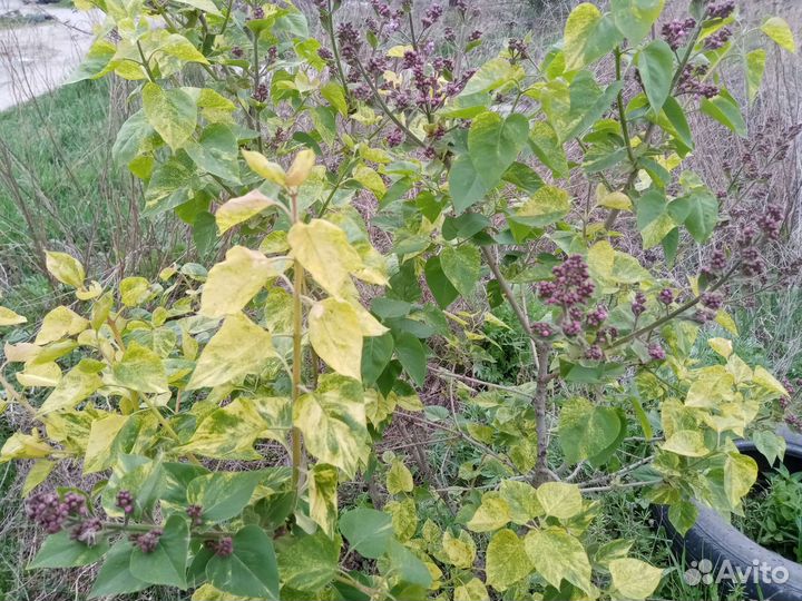 Сирень вариегатная Аукубафория