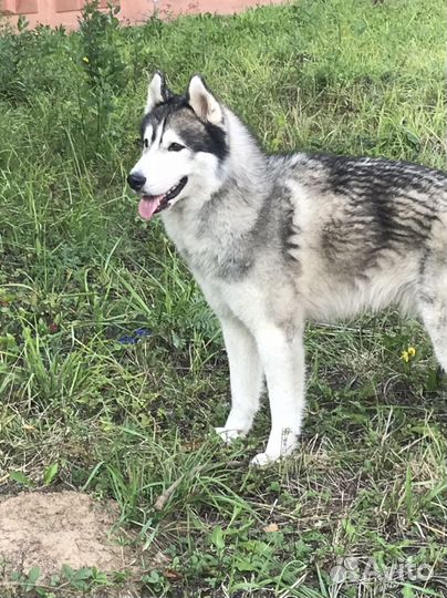 Потерялся хаски