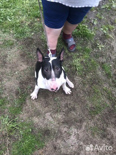 Стандартный бультерьер