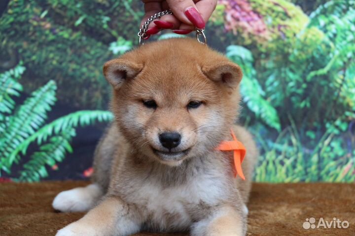 Красивая девочка сиба