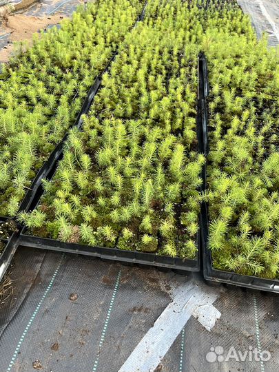 Сеянцы сосны и ели зкс и окс