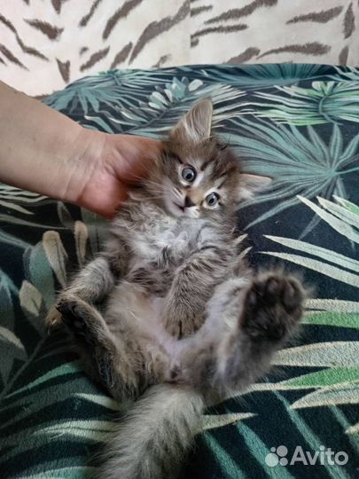 Отдам котят в хорошие руки