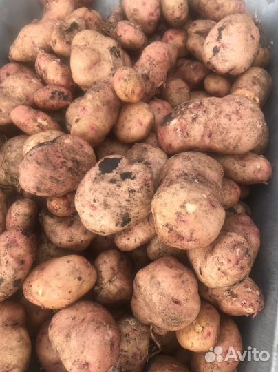 Картофель Лапоть