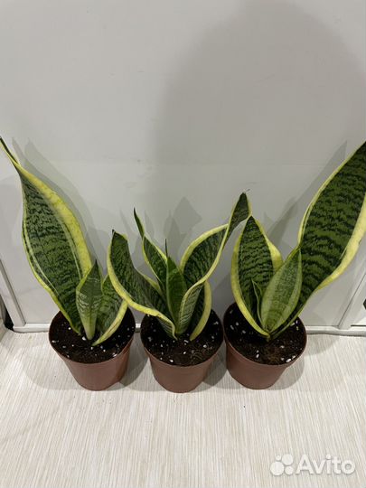 Сансевиерия Футура Суперба 12/35