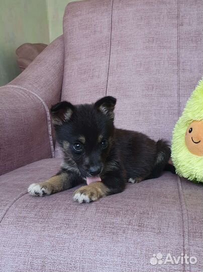 Малыш из приюта