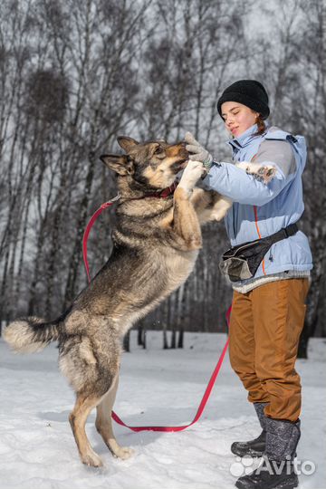 Красивый и активный пёс в заботливые руки