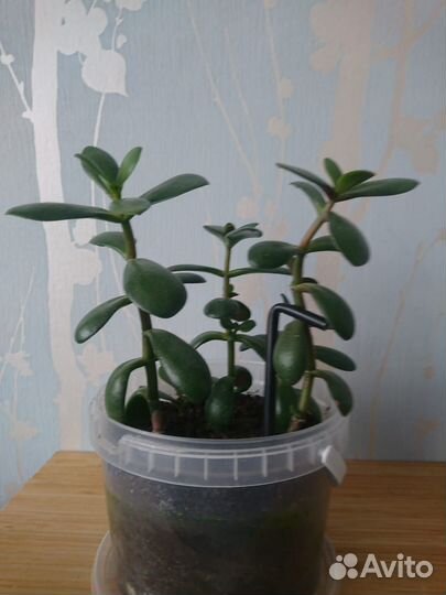 Толстянка денежное дерево