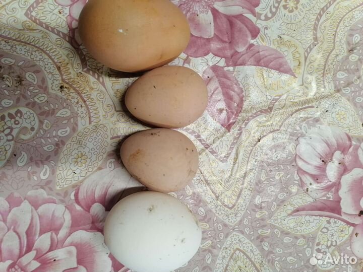 Куры несушки оптом