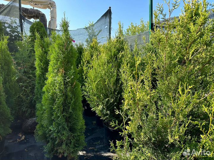 Туя западная 