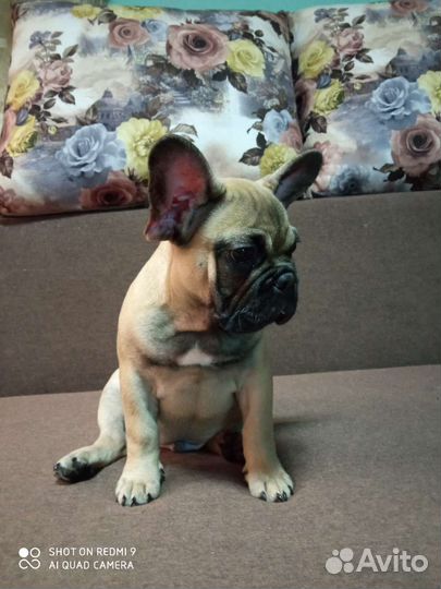 Французский бульдог щенки