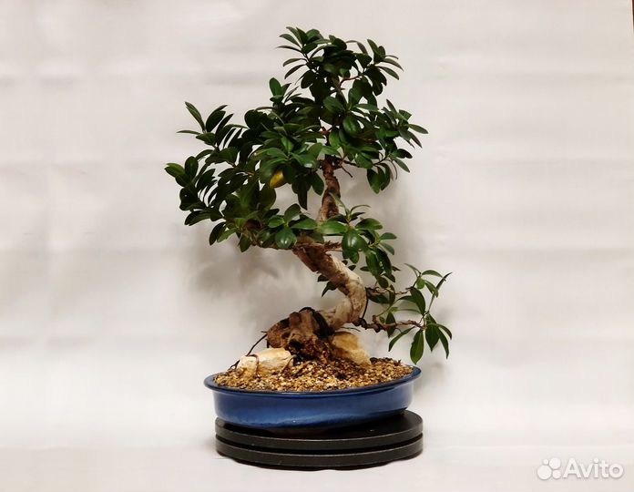 Бонсай фикус Женьшень на камне