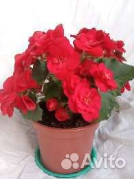Домашний цветок Бегония Элатиор