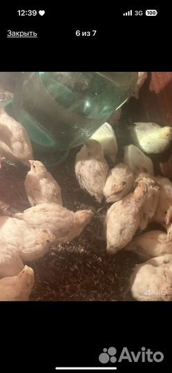 Техасский перепел