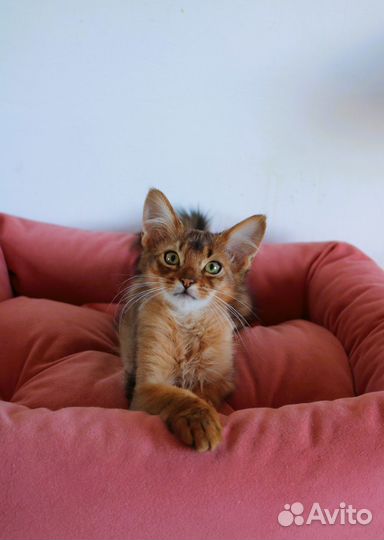 Сомалийские котята