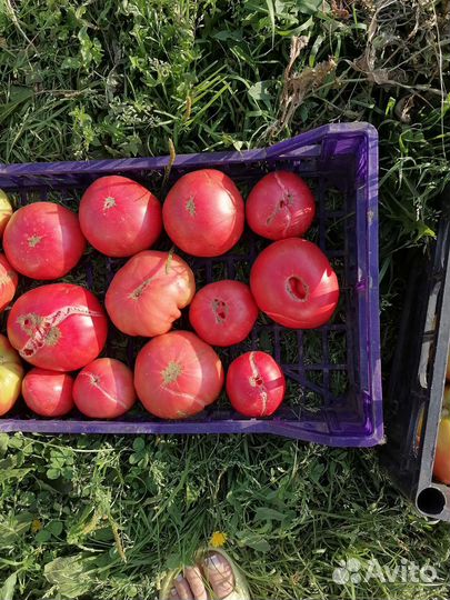 Помидоры