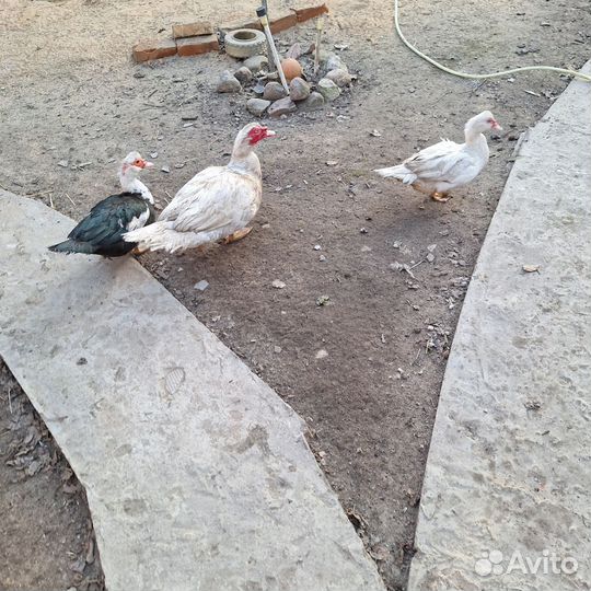 Продам уток и молодых петухов